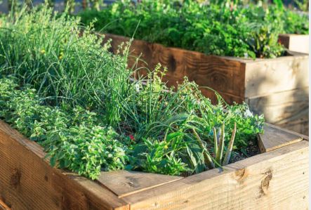 raised herb garden beds