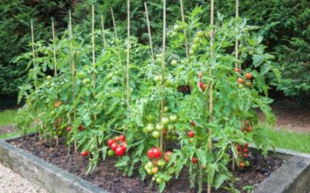 raised garden bed advantages