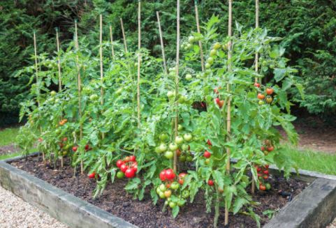 raised garden bed advantages