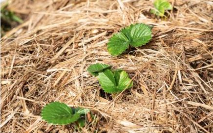 mulch for Top Layer In a Raised Garden Bed
