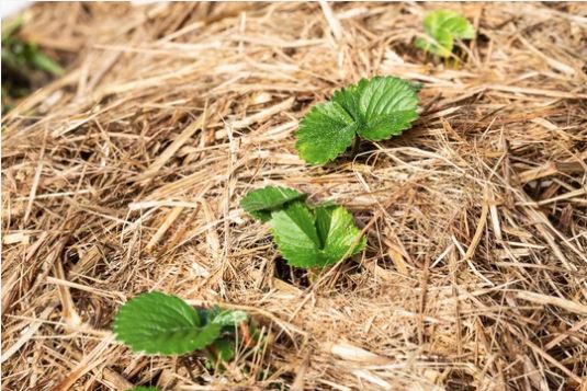 mulch for Top Layer In a Raised Garden Bed